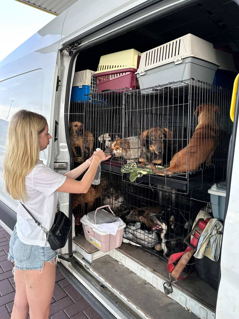 Обкладинка історії "When the Heart Is Stronger Than Fear: How One Person Saves Hundreds of Animals"